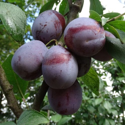 Plum 'Anna Späth'