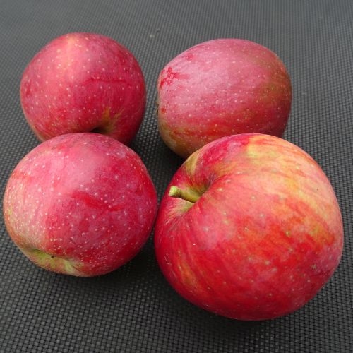 Spalier-Apfelbaum 'Benoni' kaufen