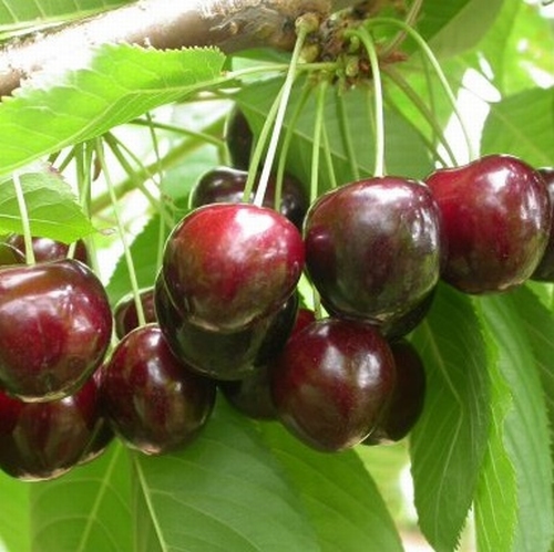 Cherry  'Merchant'