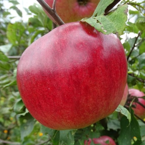 Appelboom  'Judor'