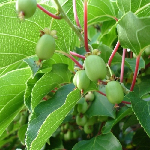 Kiwi 'Issai' (Kiwibeere)