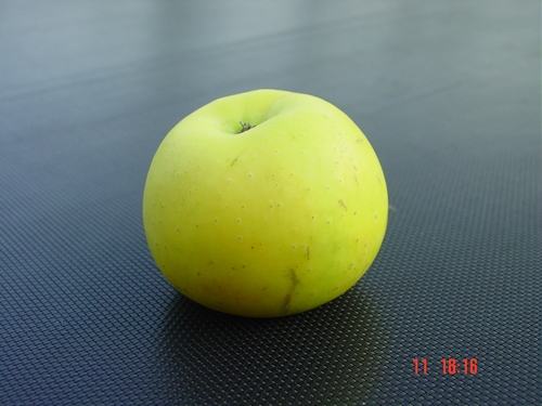 Apfelbaum \'Seestermüher Zitronenapfel