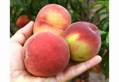 Peach 'Revita'