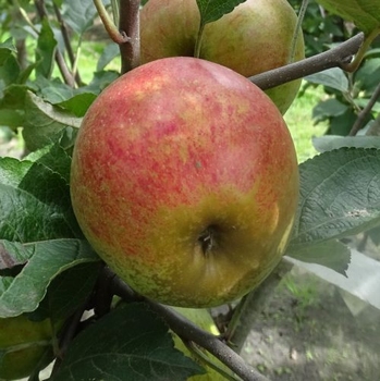 Apfelbaum, Blütenknospe / apple tree, flower bud, HEN-Magonza
