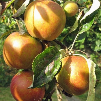 Apfelbaum  'Cox's Orange Pippin'